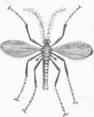 Hessian Fly (Cecidomyia destructor), enlarged.