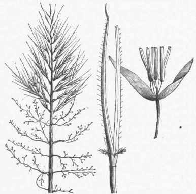 Indian Rice (Zizania aquatica). Panicle, and a separate Pistillate and Staminate Flower.