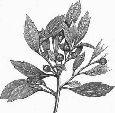 Inkberry (Ilex glabra).