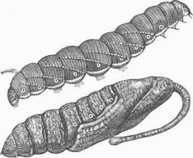 Larva and Chrysalis of Sphinx quinquemaculatus.