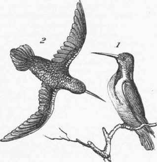 Mango Humming Bird