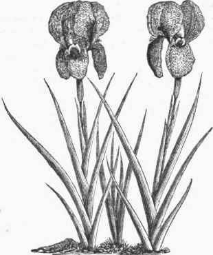 Mourning Iris (Iris Susiana).