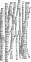 Muscular Fibres of the Heart.