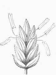 Poa, spikelet.