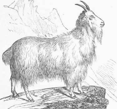 Rocky Mountain Goat (Aplocerus montanus).