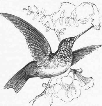 Ruby throated Humming Bird