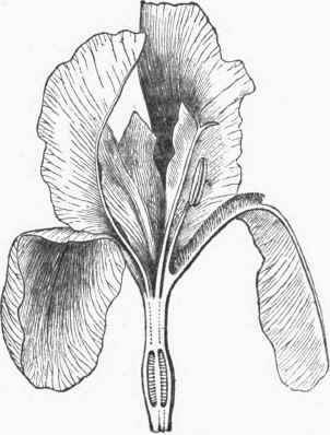 Section of Iris.