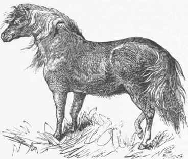 Shetland Pony.