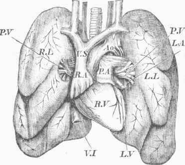 The Heart, Great Vessels, and Lungs Front View.
