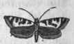 Tinea granella.