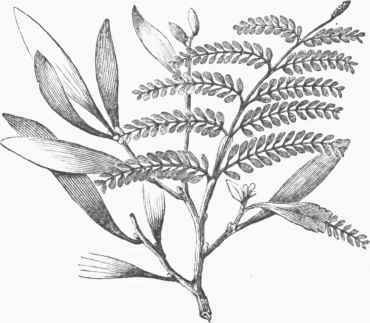 Acacia, with Pinnate Leaves and Phyllodia.