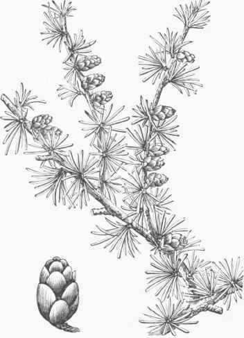 American Larch (Larix Americana).