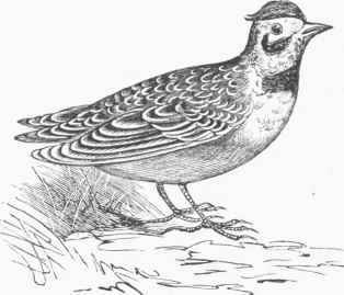 American Sky Lark (Eremophila cornuta).