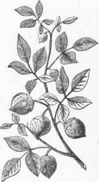 Balm of Gilead.