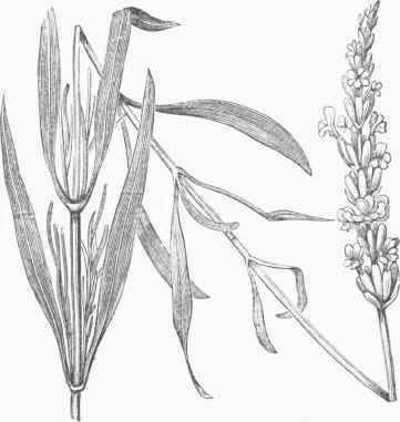 Common Lavender.