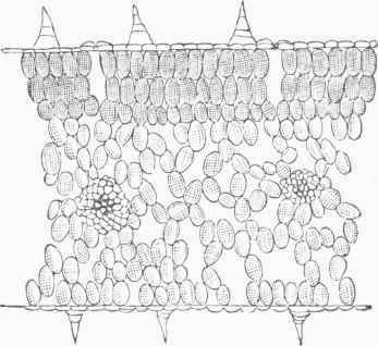Cross Section of Leaf (magnified).
