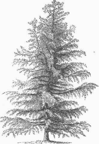 European Larch (Larch Europaea).