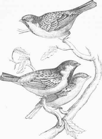 House Sparrow (Passer dornesticus).