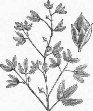 Japan Clover