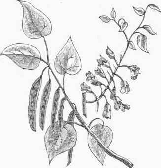 Judas Tree (Cercis Canadensis).