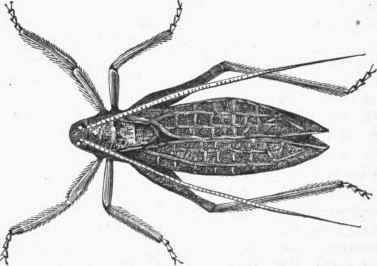 Katydid (Crytophyllus) concavus).