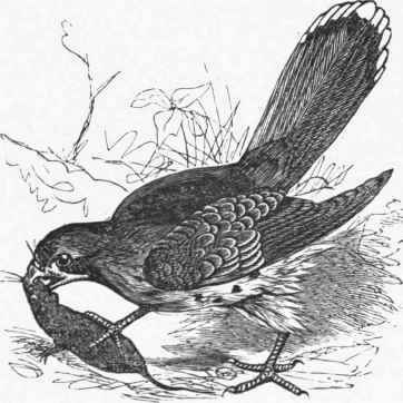 Kestrel (Tinnunculus alaudarius).