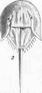 King Crab Or Horse Shoe Crab 0900838