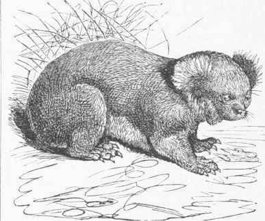 Koala (Phascolarctos cinereus).