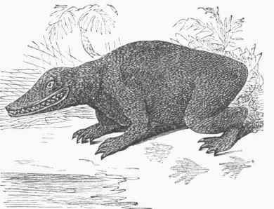 Labyrintkodon (restored).