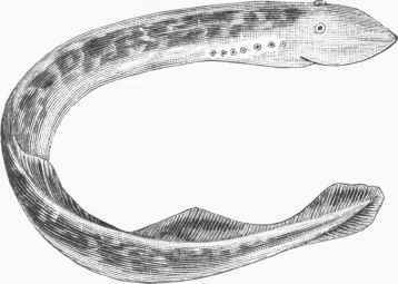 Lamprey (Petroinyzon Americanus).