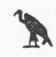 Language And Literature Of Egypt 0600266