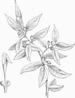 Laurel (Laurus nobilis).