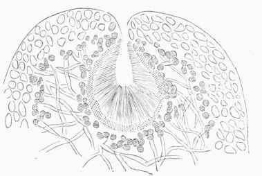 Microscopic View of the Cross Section of a Pycnidium.