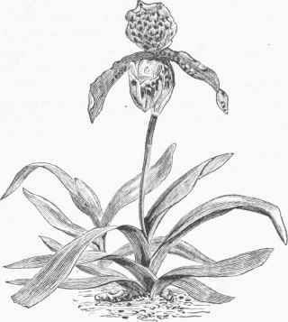 Nepaul Lady's Slipper (Cypripedium iusigne).