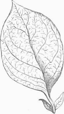 Pinnately veined Leaf, with Petiole and Stipules.