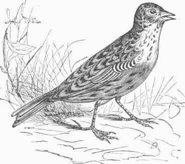 Sky Lark (Alauda arvensis).