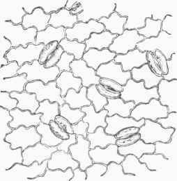 Stomata of Epidermis (magnified).