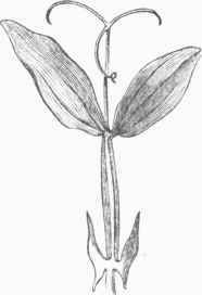 Votch with Leaf developed as Tendril.