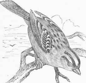 White Crowned Sparrow (Zonotrichia leucophrys).