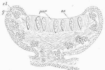 an Apothecium.