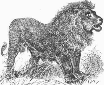 African Lion.