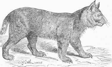 Bay Lynx.
