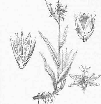 Field Wood Rush (Luzula campestris).