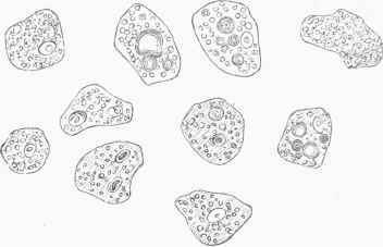 Glandular Cells from the Human Liver.