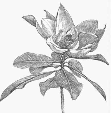 Great flowered Magnolia (M. grandiflora).