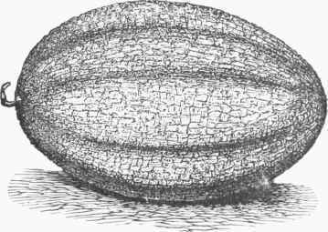 Large Muskmelon.
