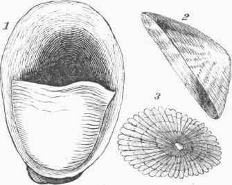 Limpet 1000164