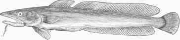 Ling (Lota molva).