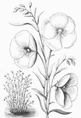 Linum grandifloruna.