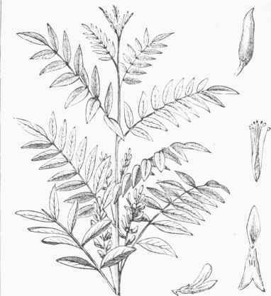 Liquorice Plant (Glycyrrhiza glabra).